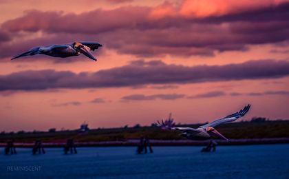 Pelicans in flight beneath rose-colored clouds at dusk