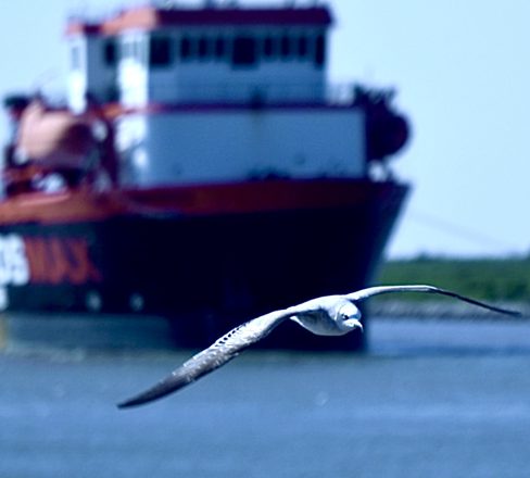 Seagull with blurred tug
