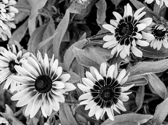 Black-eyed Susan cluster, black-and-white