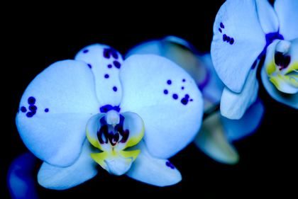 Orchids on black
