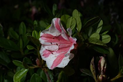 Azalea bloom