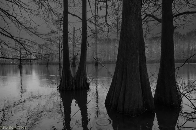 Cypress reflections, black-and-white