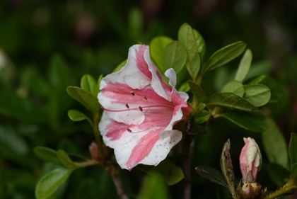 Pink azalea and buds