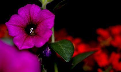 Pink flower close-up