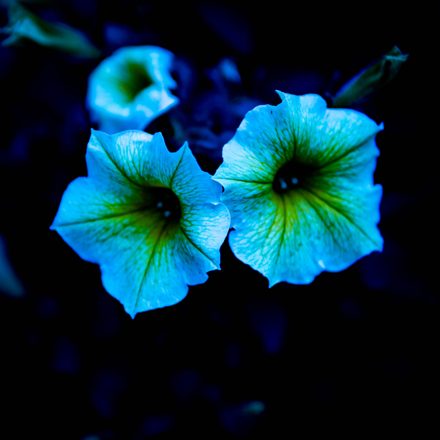Blue flowers on black