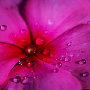 Pink macro droplets