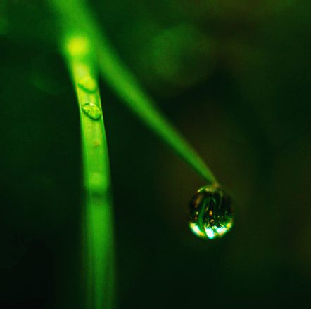 Green droplet macro