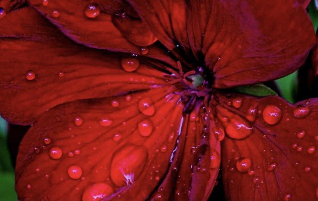 Red macro droplets