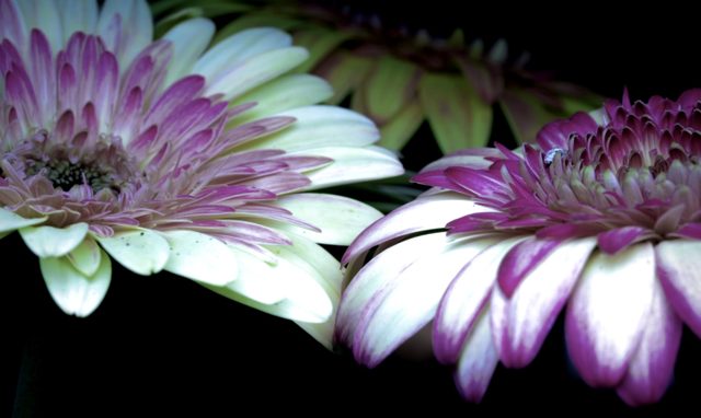 Pink and white flower cluster