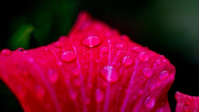 Pink petal dew, wide