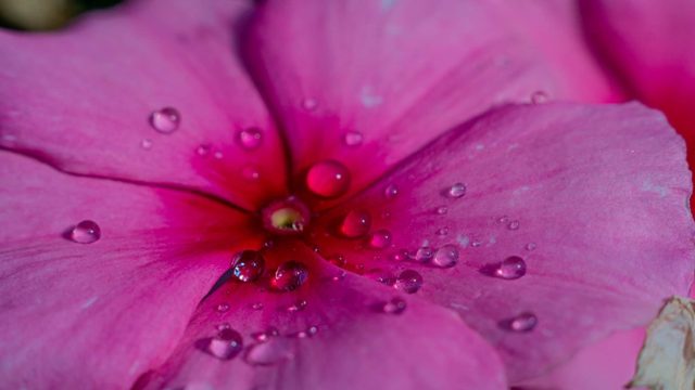 Azalea detail with dew