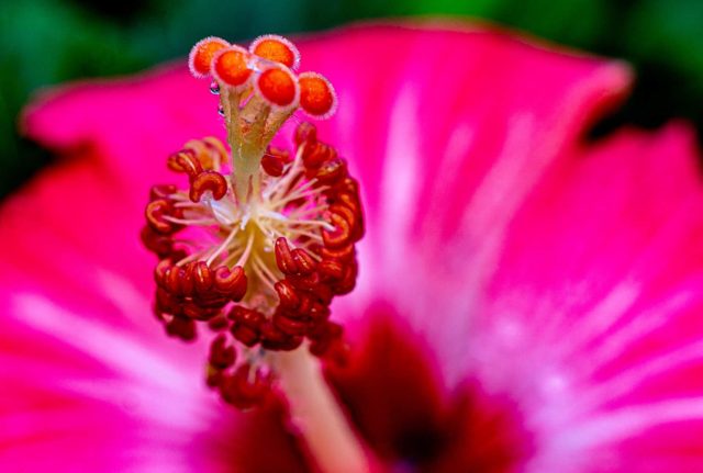 Hibiscus stamen detail