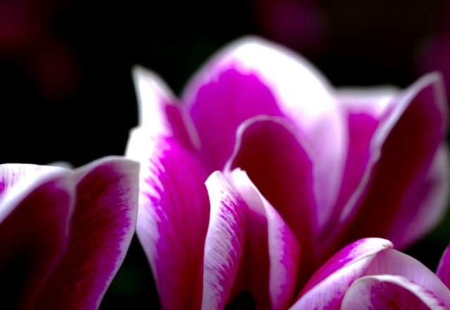 Orchid pair, warm pink and white