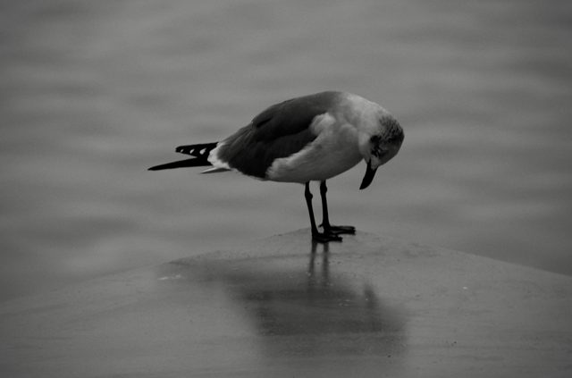 Lone gull on wet sand