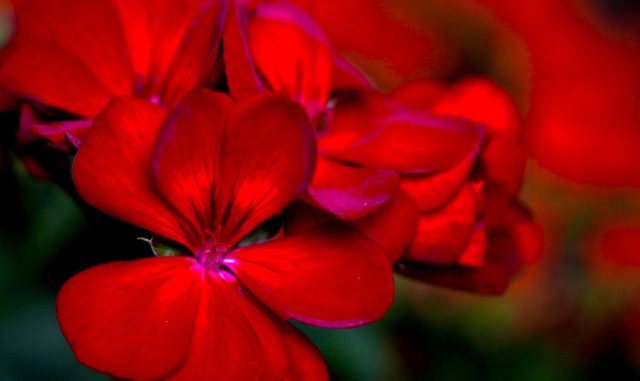 Red geranium cluster