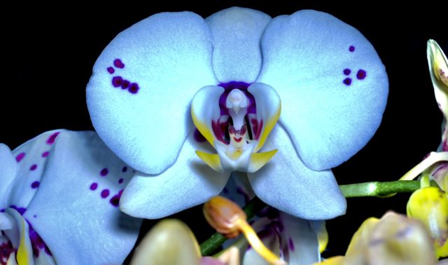 White orchid close view