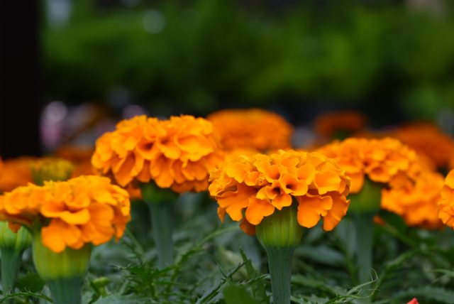 Orange flower cluster
