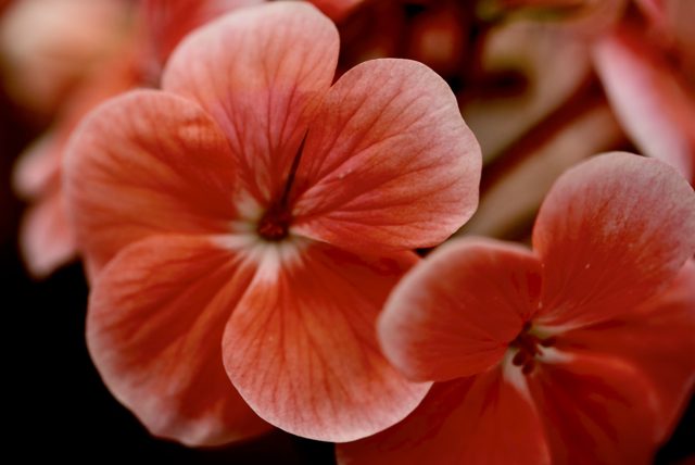 Salmon flower