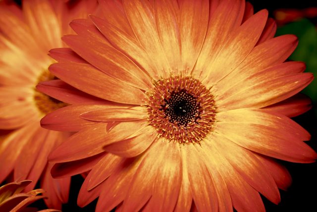 Orange gerbera detail