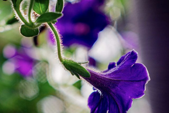 Purple flower, wide study